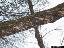 Woodpecker feeding damage on EAB infested tree.  Photo: Jim Tresouthick, Village of Homewood, Bugwood.org
