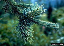 Cooley Spruce Gall Adelgid Damage