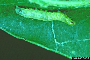 Oak leaf tier larva.  Photo A. Steven Munson, USDA Forest Service, Bugwood.org