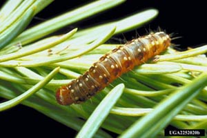 Spruce budworm larva.  Photo: Jerald E. Dewey, USDA Forest Service, Bugwood.org