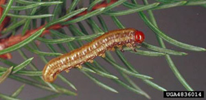 Yellowheaded Spruce Sawfly Larva