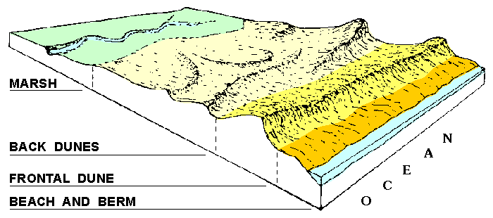 block diagram of coastal sand dunes