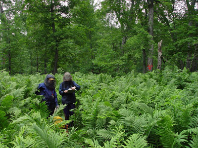 Photo: Ecologists wearing mosquito protection and surveying a vegetation transect at Wassataquoik Stream Ecoreserve