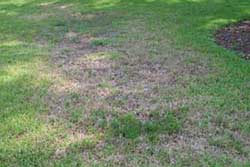 lawn damage caused by chinch bugs