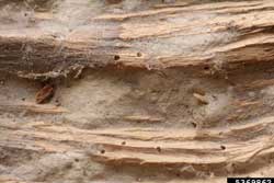 wood damage caused by powderpost beetles